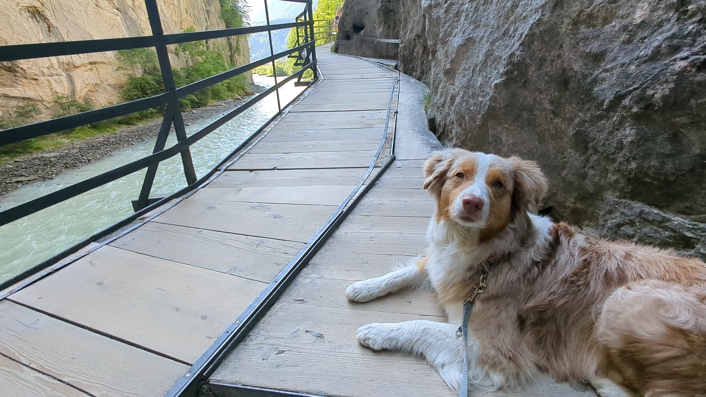 Unser Hund Miley liegt auf dem Holzsteg am Ostende der Aareschlucht