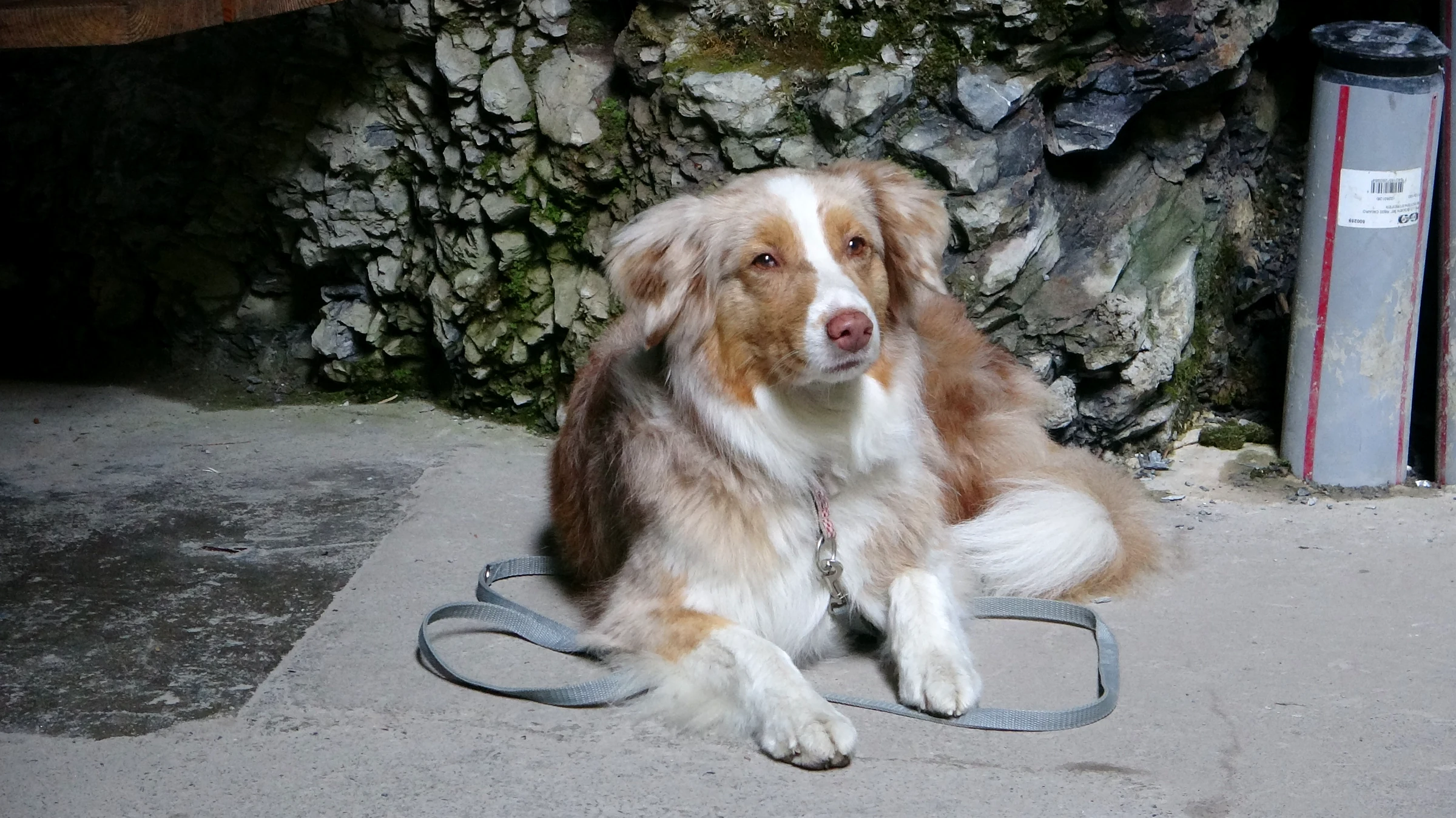 Unser Hund Miley liegt in einer Felsnische auf dem Weg durch die Aareschlucht
