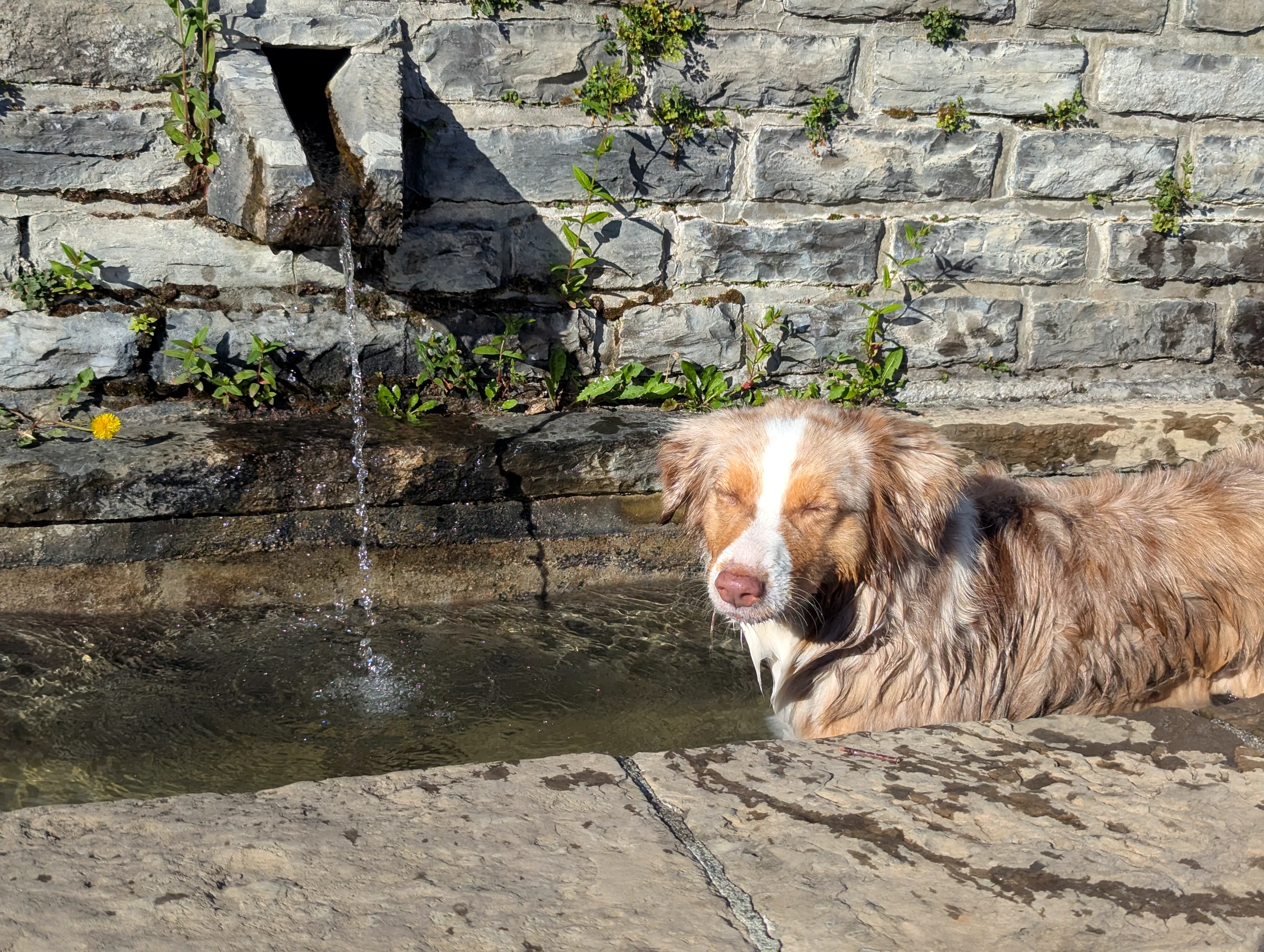 Unser Hund Miley liegt in einem Steinbrunnen in Brienz und kühlt sich ab