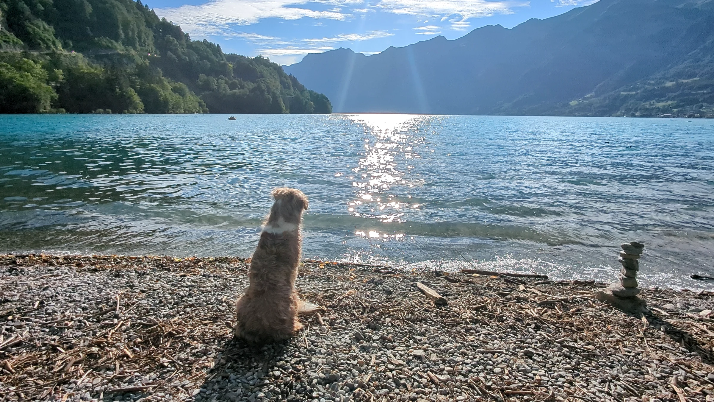 Unser Hund Miley sitzt am Kiesstrand Wycheley und schaut auf das sonnige Wasser des Brienzersees