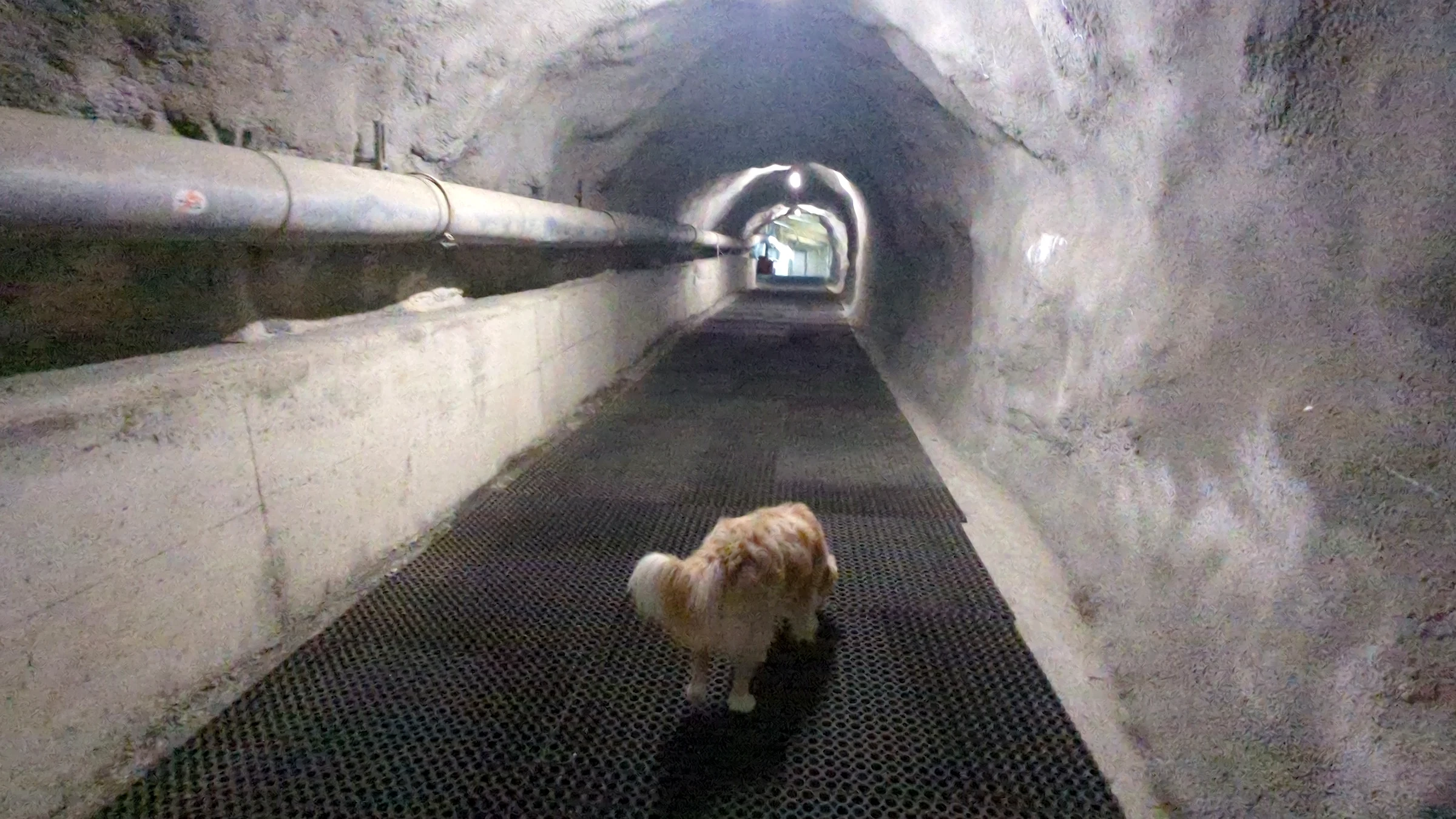 Unser Hund Miley läuft durch den beleuchteten Felsentunnel mit Gitterrostboden am Brienzer Rothorn