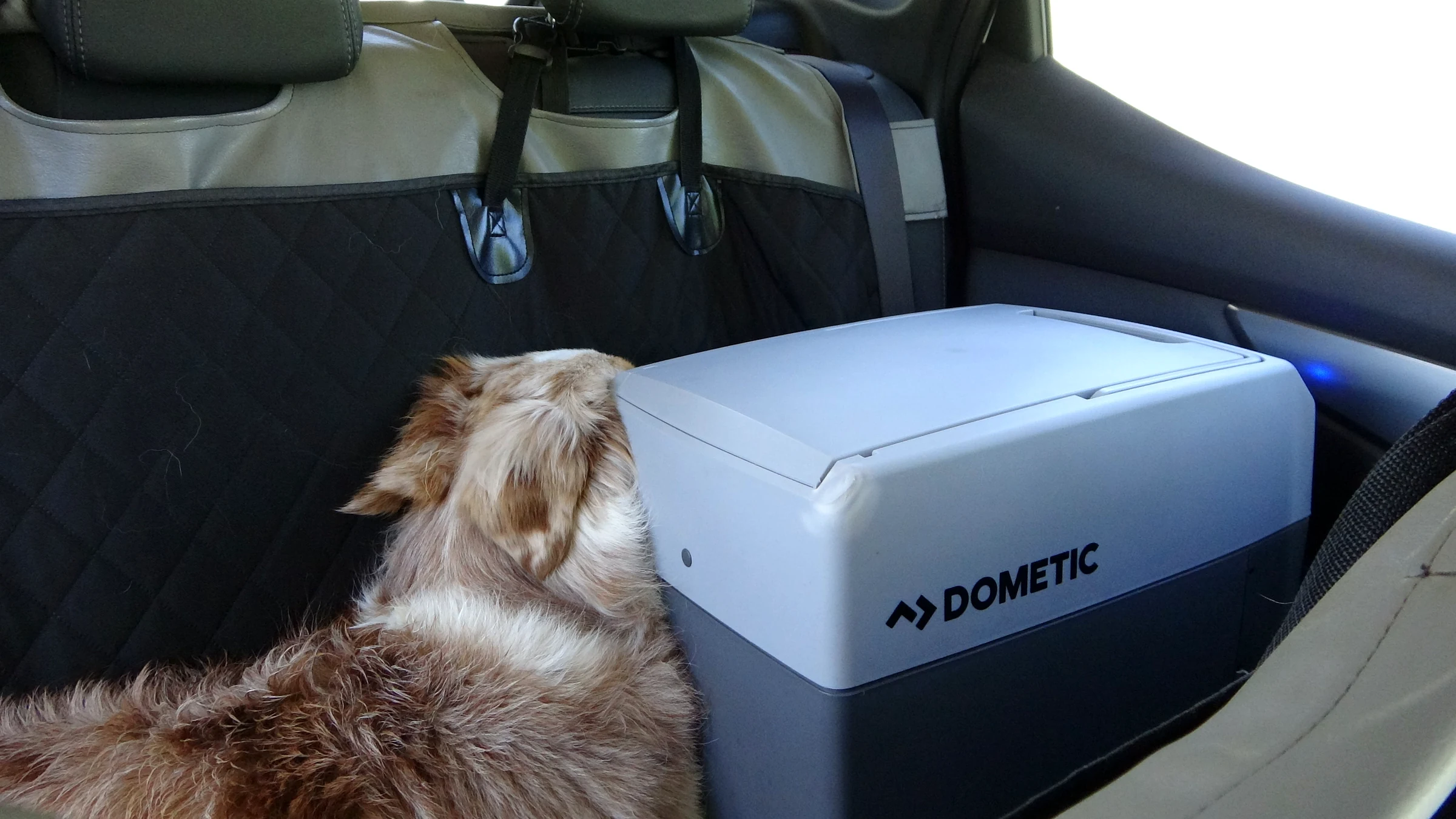 Unser Hund Miley ruht auf einer Schondecke auf der Rückbank neben einer Kühlbox