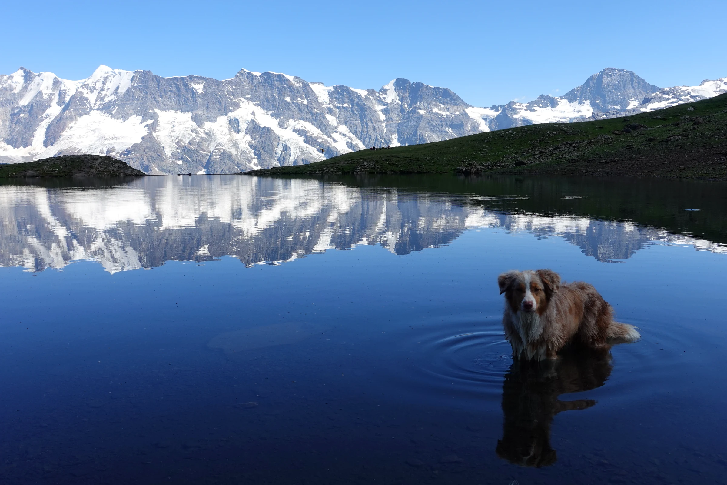 Unser Hund Miley steht im Grauseeli, die Gipfel spiegeln sich im Wasser