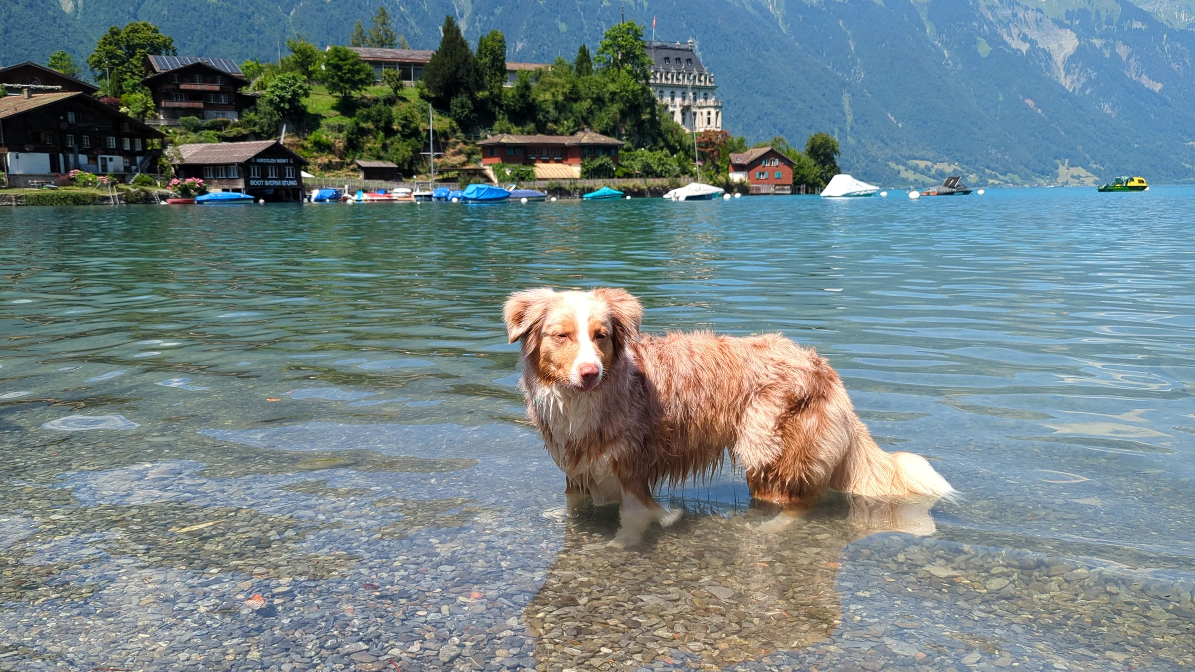 Our dog Miley standing in shallow clear water of Lake Brienz with the Iseltwald peninsula and castle behind