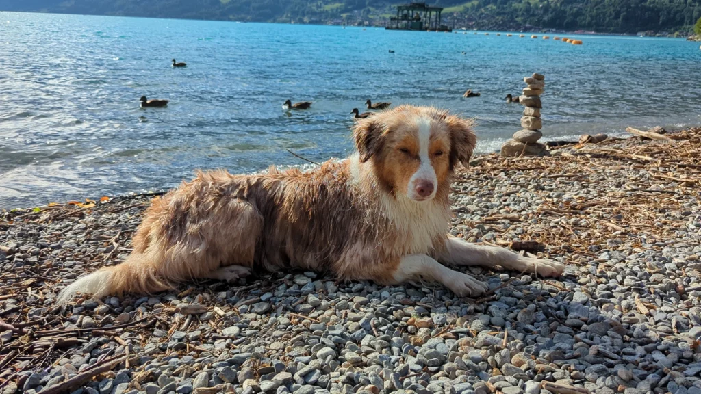 Unser Hund Miley am Kiesstrand des Brienzersees