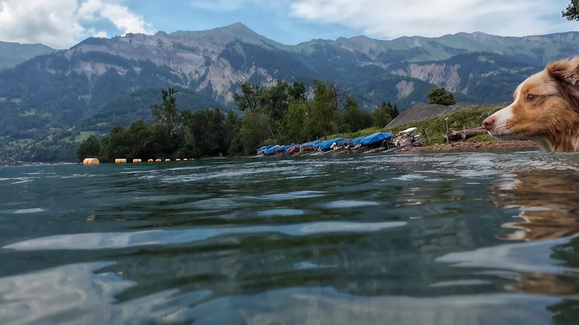 Unser Hund Miley schwimmt im Brienzersee bei Wycheley, aufgenommen auf Wasserhöhe vor den Bergen