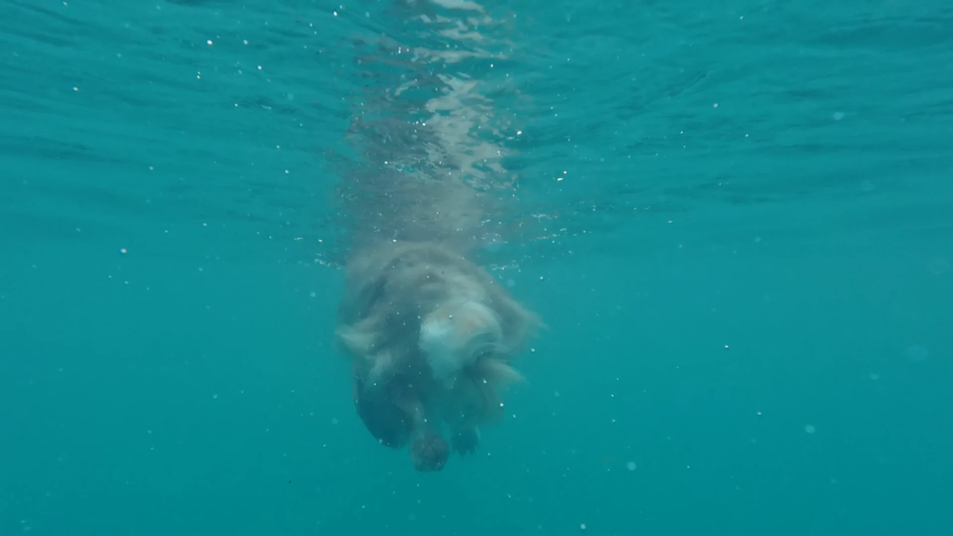 Unterwasseraufnahme: unser Hund Miley taucht im türkisgrünen Wasser des Brienzersees bei Wycheley