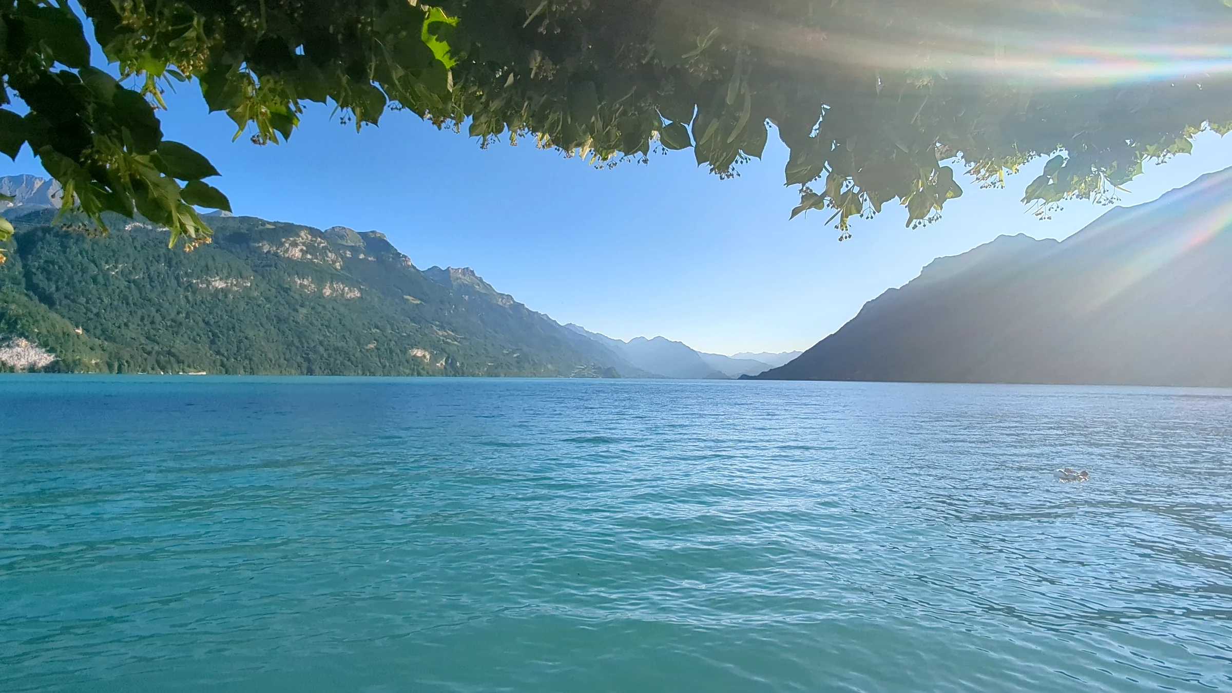 Blick von der Seepromenade in Brienz nach Westen über den Brienzersee, umrahmt von Ästen