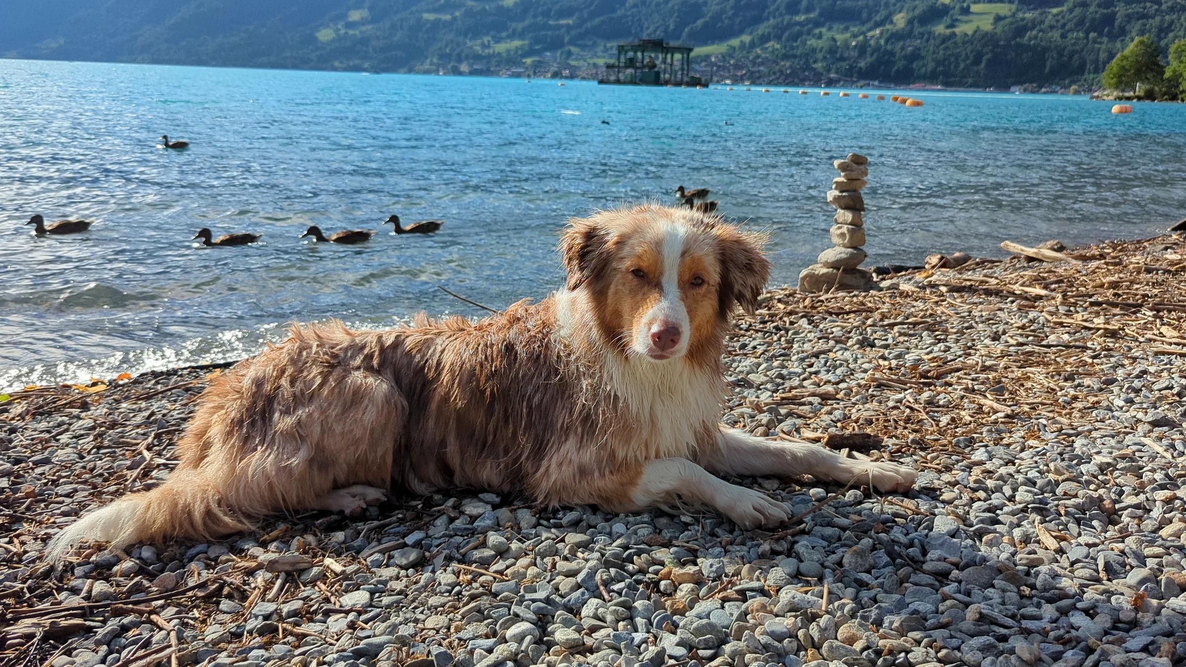 Unser Hund Miley liegt am Kiesstrand Wycheley bei Brienz, dahinter Enten und ein Steinmännchen am türkisen Brienzersee