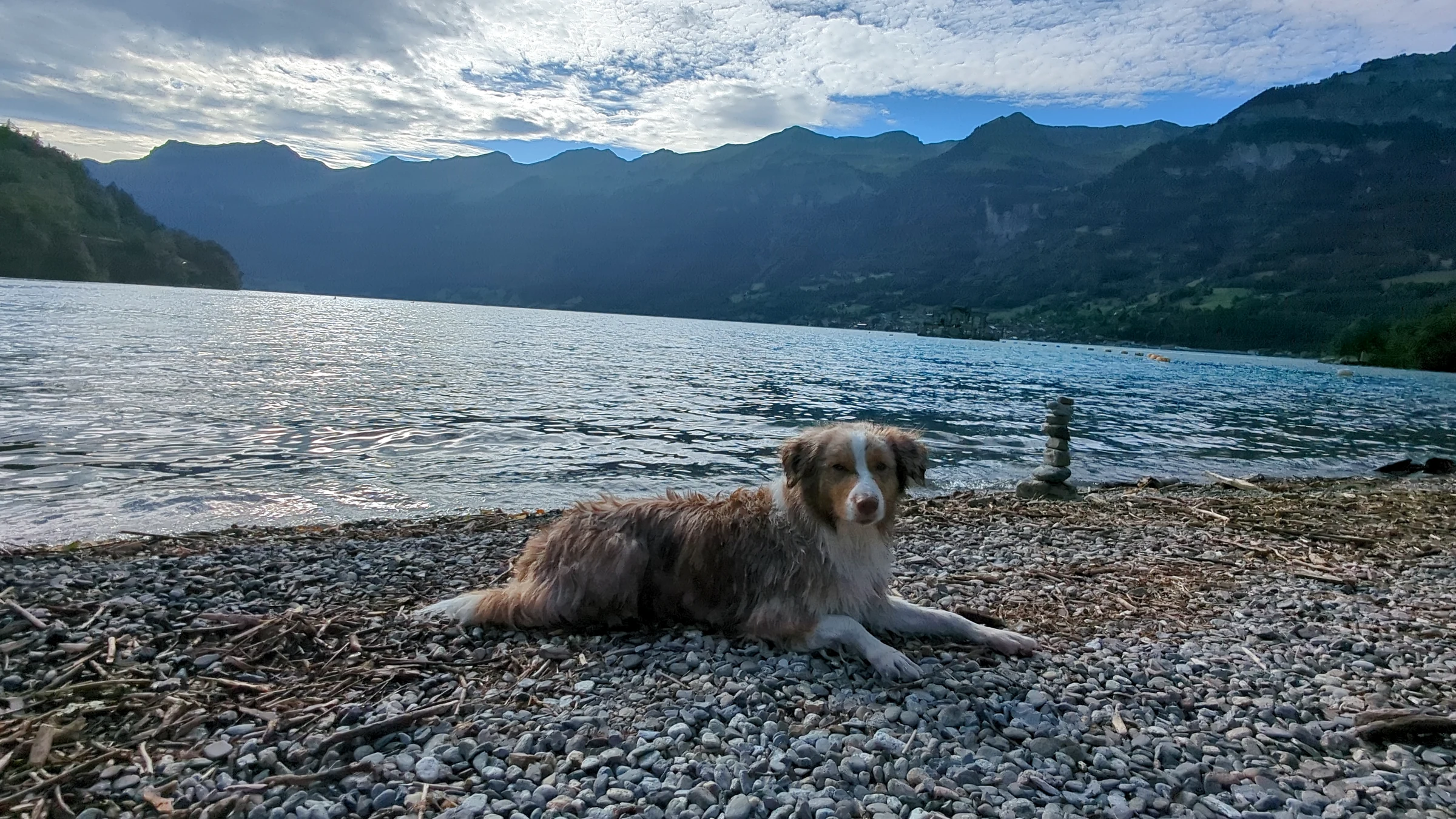 Unser Hund Miley ruht am Kiesstrand Wycheley, dahinter der Brienzersee und die Berge am Südufer