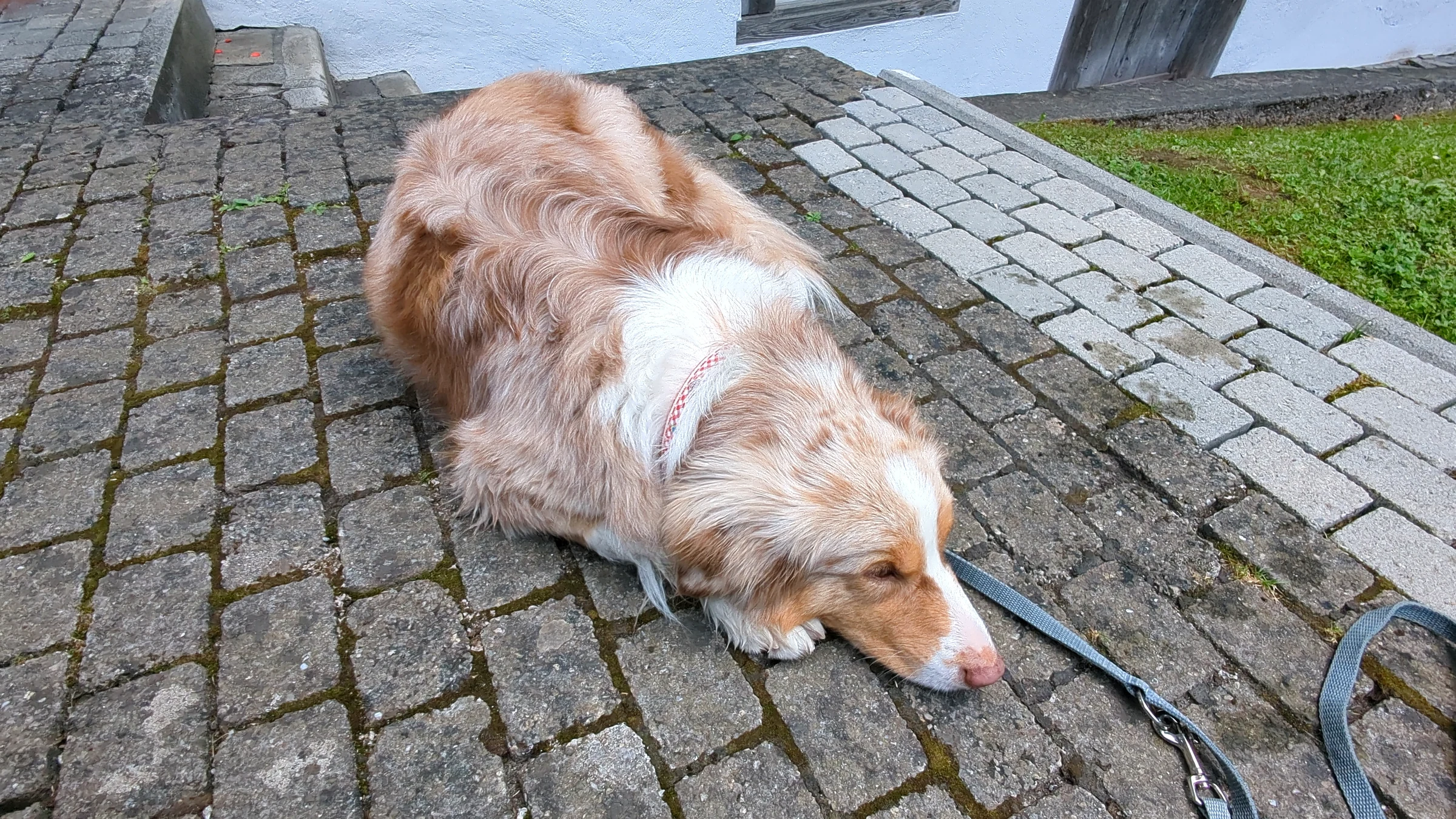 Our dog Miley lying on the cobblestones in Lauterbrunnen village with the leash on, resting in the shade