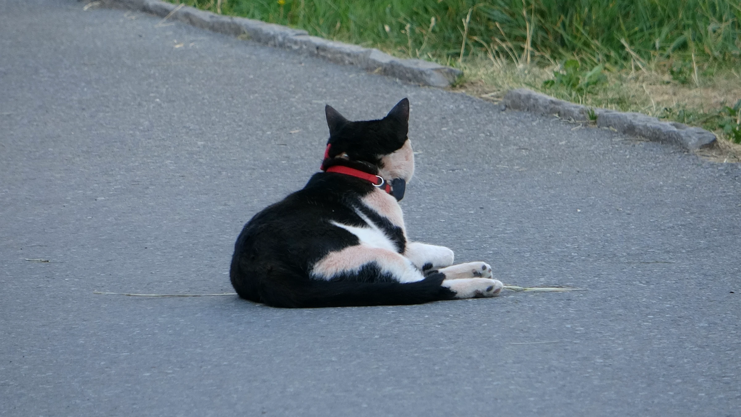 Schwarz-weiße Katze mit rotem Halstuch liegt auf einer Dorfstraße in Mürren