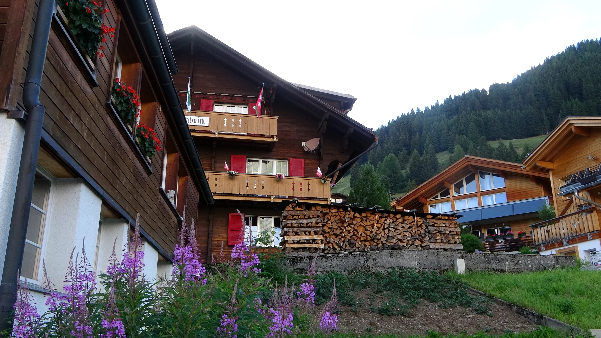 Holzchalets mit roten Läden, Brennholzstapel und pinken Weidenröschen in Mürren