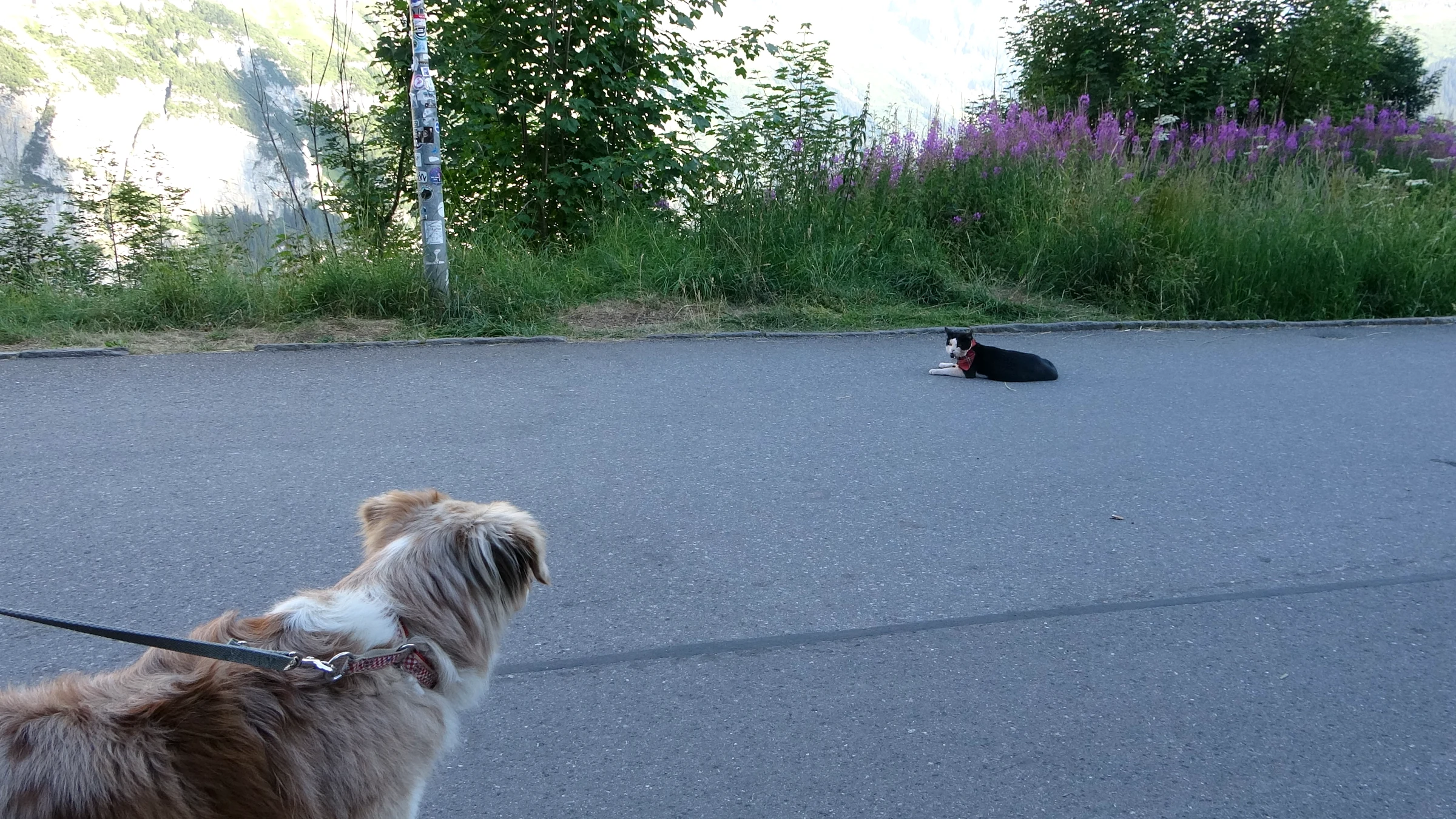 Unser Hund Miley an der Leine schaut eine Katze an, die auf der Straße in Mürren liegt