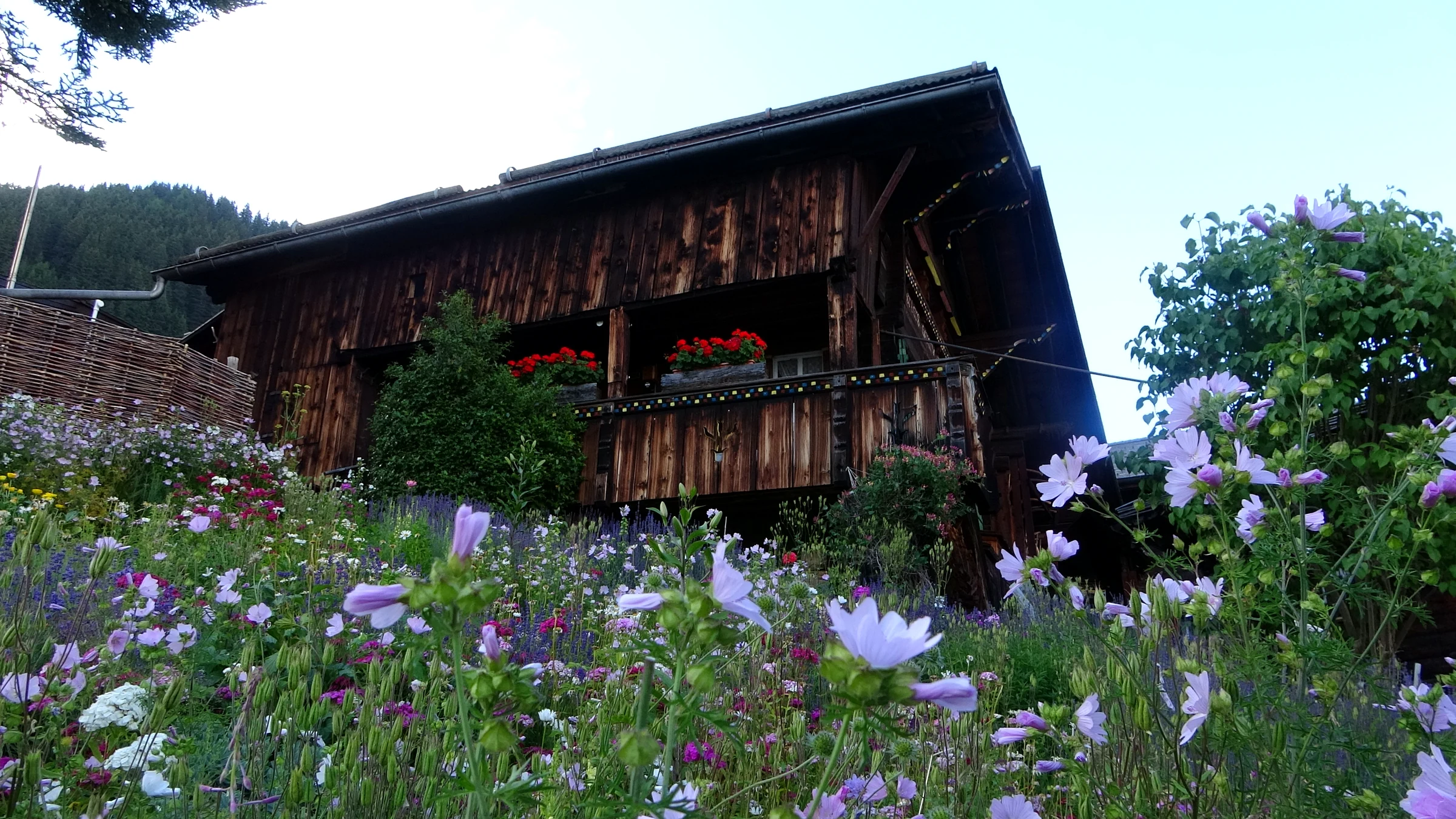 Alter Holzspeicher mit Geranien hinter einer Wildblumenwiese in Mürren