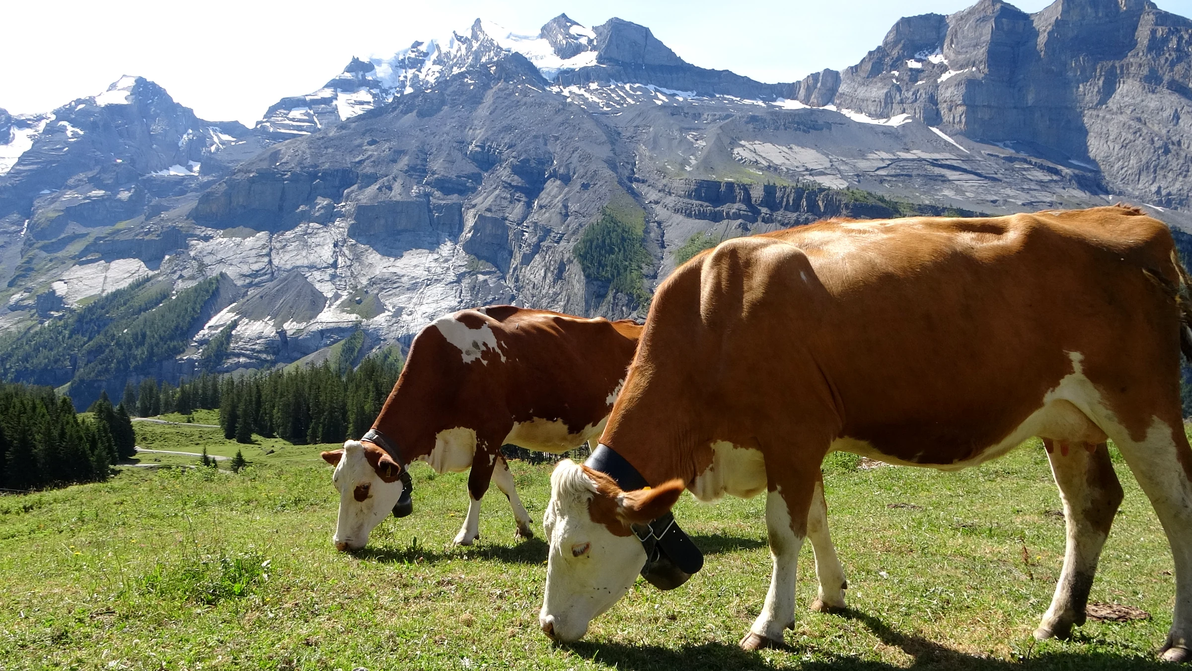 Zwei braun-weisse Kühe grasen auf der Alp Läger, dahinter die verschneiten Gipfel der Blüemlisalp