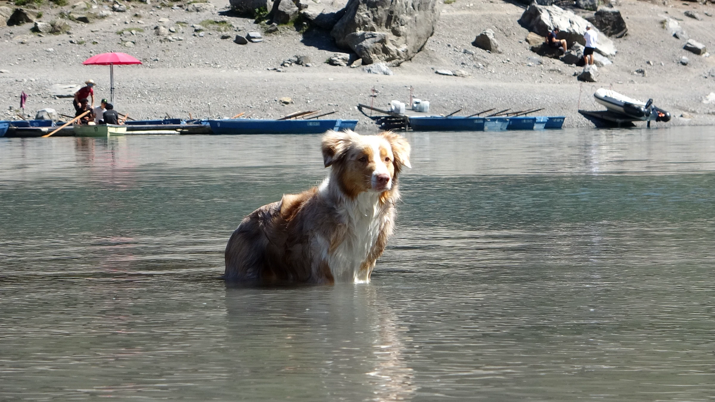 Unser Hund Miley sitzt im flachen Wasser des Oeschinensees beim Bootssteg