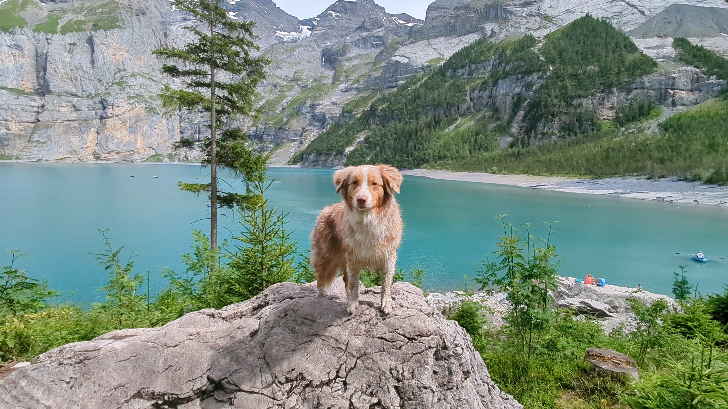 Unser Hund Miley steht auf einem Felsblock über dem Oeschinensee, dahinter türkises Wasser und Felswände