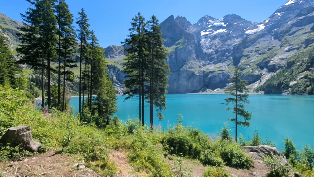 Türkiser Oeschinensee mit Tannen und den Gipfeln der Blüemlisalp