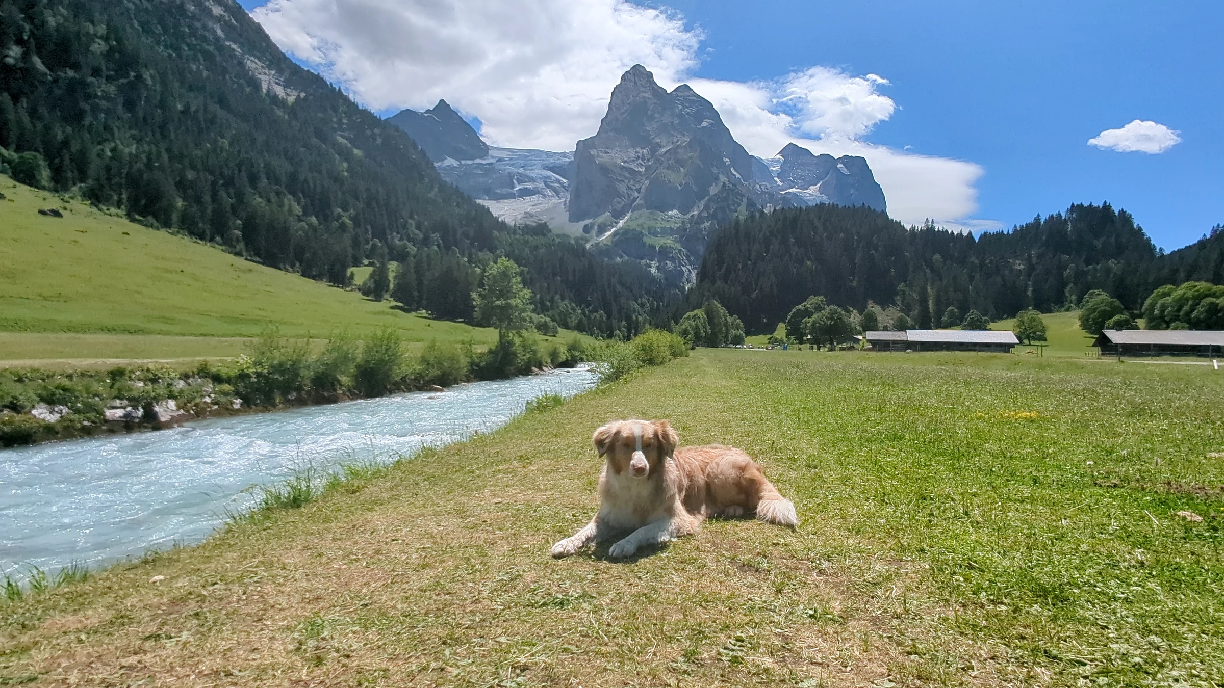 Unser Hund Miley liegt auf der Wiese an der Reichenbach, dahinter Wellhorn und Gletscher