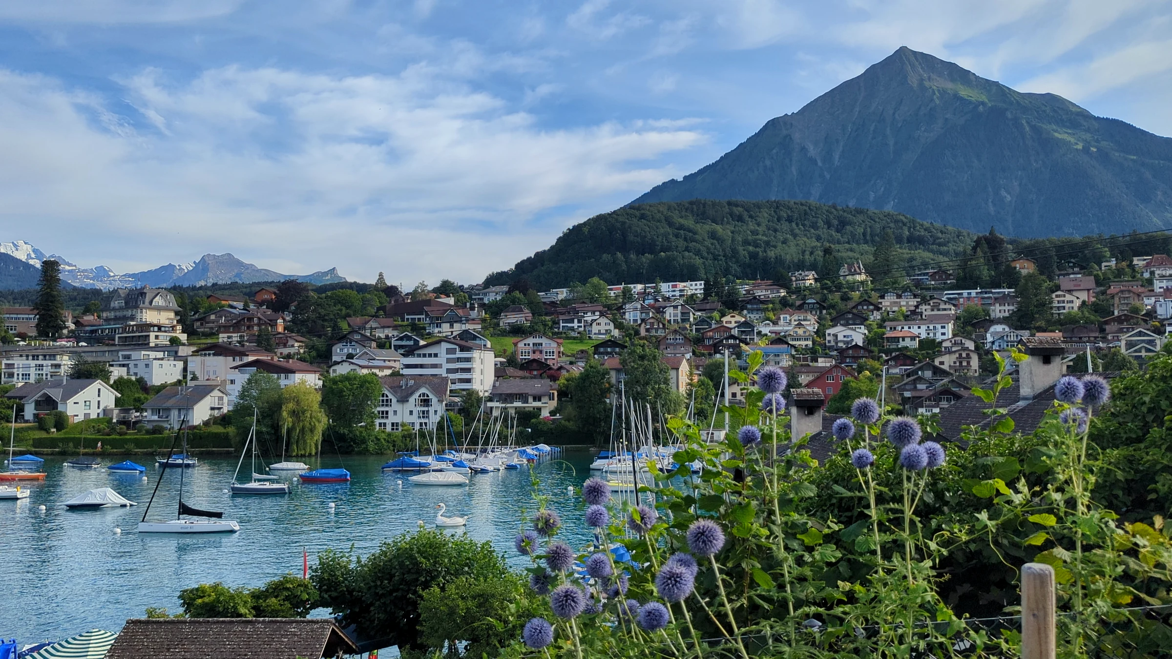 Spiezer Bucht mit Segelbooten und dem pyramidenförmigen Niesen hinter dem Ort, Blumen im Vordergrund