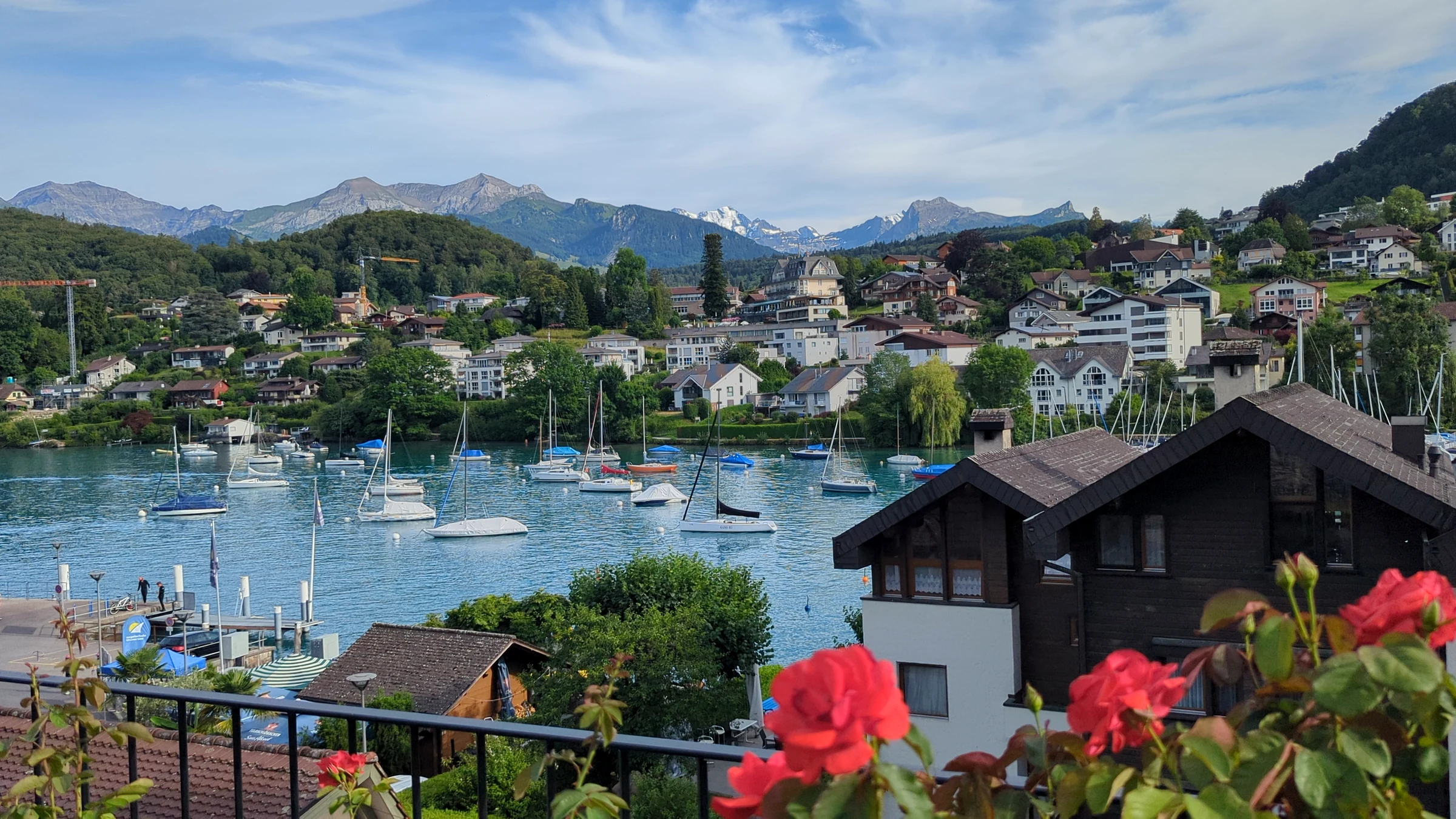Rote Rosen im Schlossgarten Spiez mit Bucht, Chalets und Bergen im Hintergrund
