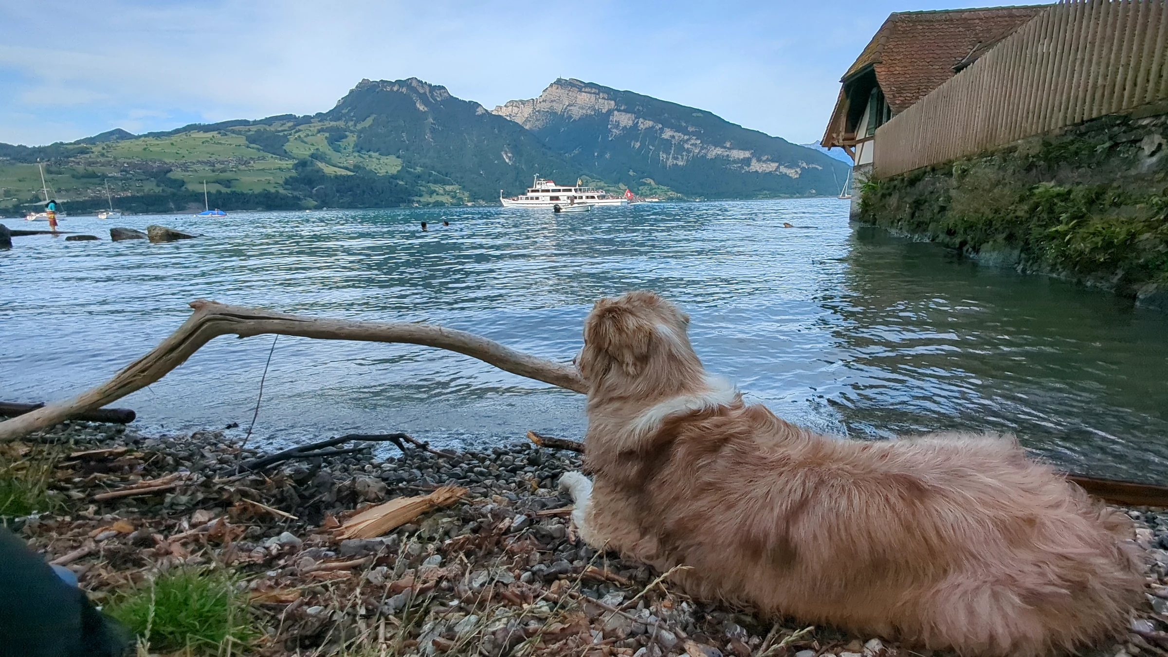Miley liegt am Kiesufer des Thunersees, während ein weisses BLS-Kursschiff vorbeifährt