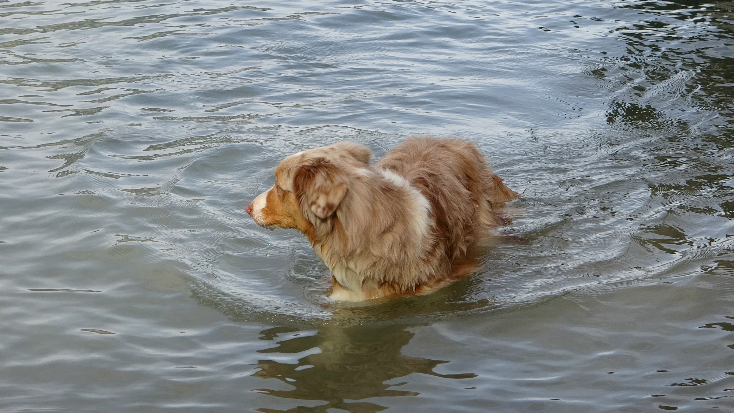 Unser Hund Miley schwimmt im klaren Wasser des Thunersees bei Spiez